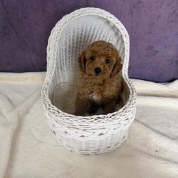 William(AKC) - Red  male Poodle puppy in Moreno Valley, California from Yanni's Poodle