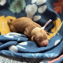 Jessie - Red  female Goldendoodle puppy in Wharton, Texas from Little Fur Friends