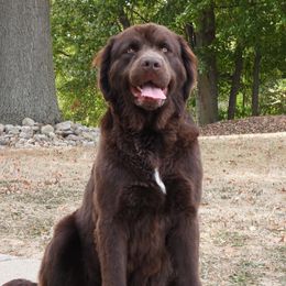 Daisy - Newfoundland