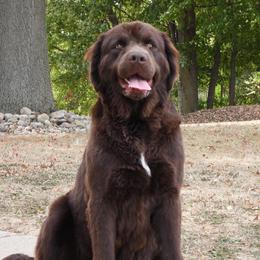 Daisy - Newfoundland