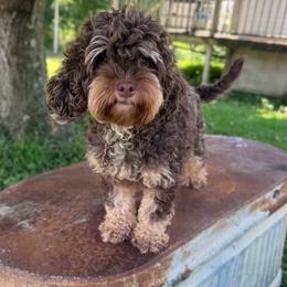 Bella Ann - Cockapoo