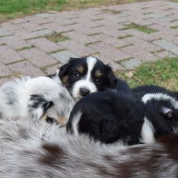 Australian Shepherd Puppies from Glacier Aussies