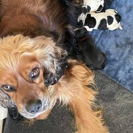 Cocker Spaniels and Poodles from K & M Home Kennels