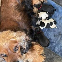 Cocker Spaniels and Poodles from K & M Home Kennels