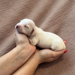Sophia - Cream female Dachshund puppy in Shelley, Idaho from Journey’s End Dachshunds