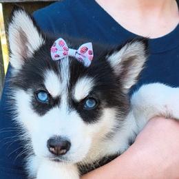 Ellie - Sable and white female Siberian Husky puppy in Richland, Mississippi from Feazell’s Siberian Huskies