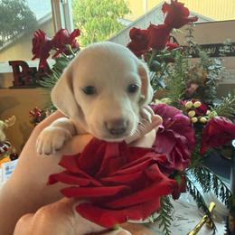 Prince Andrew - Dapple male Dachshund puppy in El Cajon, California from Lisa Buxton