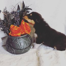 Collie Puppies from Nine Eves