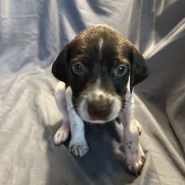 Boy- Blue - White and liver male German Shorthaired Pointer puppy in Spencer, Massachusetts from Outback Kennels