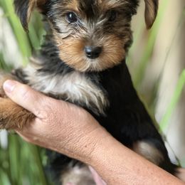 Girl 2 - Black and tan female Yorkshire Terrier puppy in Loganville, Georgia from The Doggy Empire
