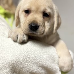Green collar - Yellow female Labrador Retriever puppy in Ledyard, Connecticut from Outback Stables
