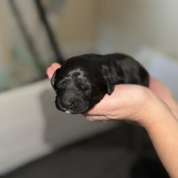 Boy 3 - Black and tan male Cockapoo puppy in Colorado from Garrett Doodles