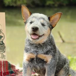 Australian Cattle Dogs from Iron Horse ACDs
