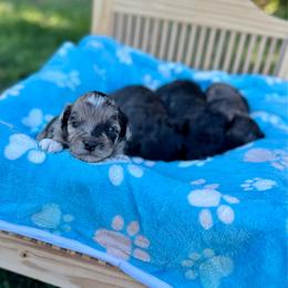 Cruz - Blue merle male Aussiedoodle puppy in Science Hill, Kentucky from Southern Paws Kennels