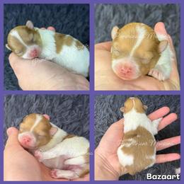 Rumi - Cream sable parti female Pomeranian puppy in Saint Ignatius, Montana from Pomeranians Montana