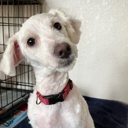 Elfo - White Maltipoo puppy in Naples, Florida from Mary's Maltipoos