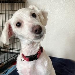 Elfo - White Maltipoo puppy in Naples, Florida from Mary's Maltipoos