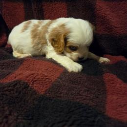 Boy 2 - Blenheim male Cavalier King Charles Spaniel puppy in Charity, Missouri from Missouri. Cavaliers