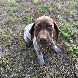 Girl 1 - Liver roan female German Shorthaired Pointer puppy in Mcrae, Georgia from Adams Pointers