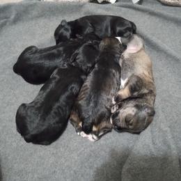 Dark Salt and Pepper girl - Salt and pepper female Miniature Schnauzer puppy in Kannapolis, North Carolina from Schnauzer Affinity