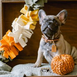 Dexter - Fawn French Bulldog puppy in High Springs, Florida from PDR Frenchies