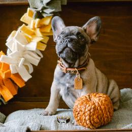Dexter - Fawn French Bulldog puppy in High Springs, Florida from PDR Frenchies