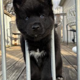 Artur - Black and white male Pomsky puppy in La Vergne, Tennessee from Atencio Pomsky