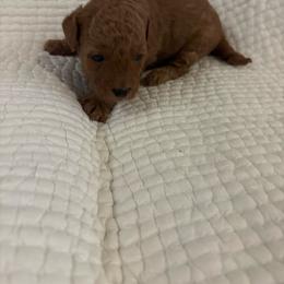 Boy puppy 3 - Cafe au lait male Maltipoo puppy in Kansas City, Missouri from Waffles puppies