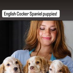Cocker Spaniel and English Cocker Spaniel Puppies from CuttinBlue Farms