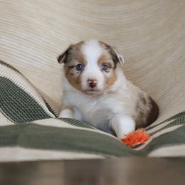 Miniature Australian Shepherd Puppies from ELVF Mini Aussies