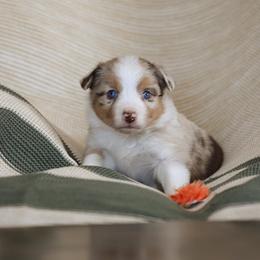 Miniature Australian Shepherd Puppies from ELVF Mini Aussies