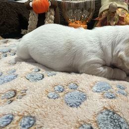 Theia - Dapple female Dachshund puppy in Wesley Chapel, Florida from Russell Lee Overton