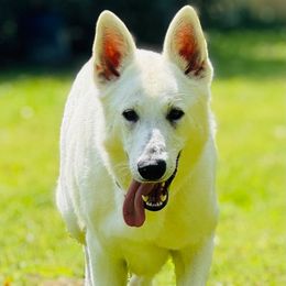 Raven - White female Berger Blanc Suisse puppy in Virginia from Wynter Spirit Kennels