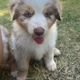 Australian Shepherd Puppies from Dream E River Ranch
