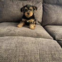 Yorkshire Terriers from Wiggins Yorkshire Terriers