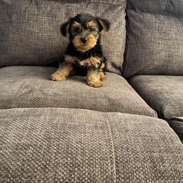 Yorkshire Terriers from Wiggins Yorkshire Terriers