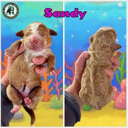 Sandy - Yellow and white female Bernedoodle puppy in Banner Elk, North Carolina from Walnut Tree Bernedoodles