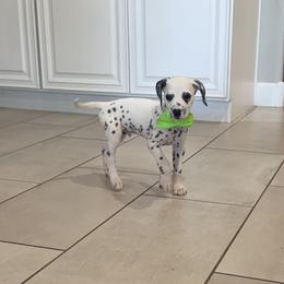 Aladdin ACA LUA - White and black male Dalmatian puppy in Queen Creek, Arizona from Lala's Polka Dots