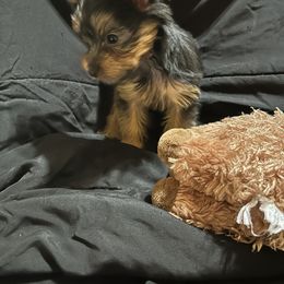 Yorkshire Terrier Puppies from Yorkies in Orange Park