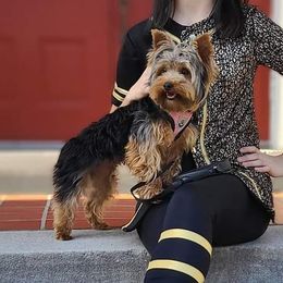 Violet - Yorkshire Terrier