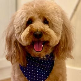Max - Goldendoodle