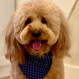 Max - Goldendoodle