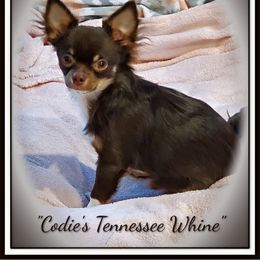 Chihuahua Puppies from Fine Whines & Lickers