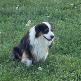 Miniature American Shepherd Puppies from Fuzzbottom Miniature American Shepherd
