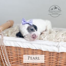 Goldendoodle Puppies from Eagle Mountain Doodles