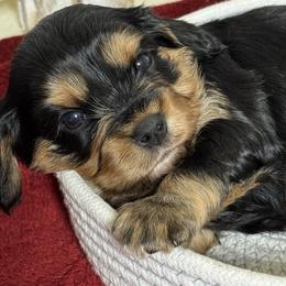 Black and Tan Boy - Black and tan male Cavalier King Charles Spaniel puppy in Choctaw, Oklahoma from Dandelions and Kings