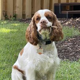 Daisy - Cocker Spaniel