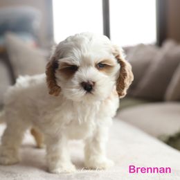 Brennan - Red and white female Cockapoo puppy in Canastota, New York from Silver City Cockapoos