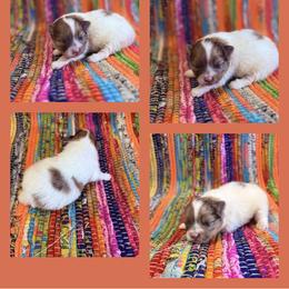 Red Merle Parti - Red male Pomeranian puppy in Harrah, Oklahoma from Sunshines Pomeranians & Cavapoos