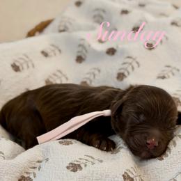 Sunday - Chocolate female Goldendoodle puppy in Blanchard, Oklahoma from Dream Doodles by Dondi
